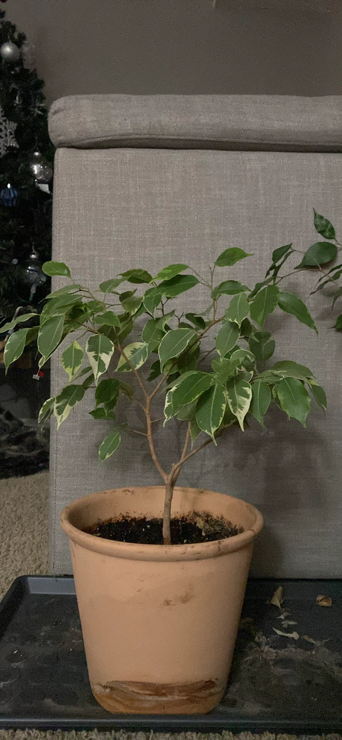 Ficus Benjamina Plant in Terracotta Pot