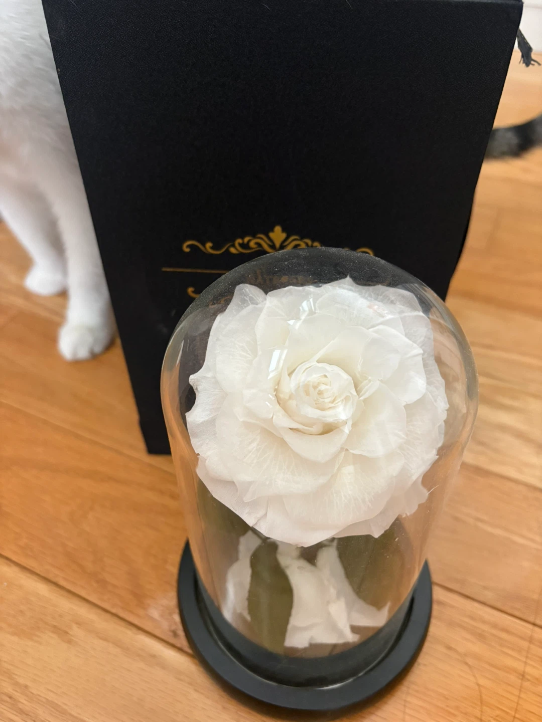 Natroses Preserved White Rose