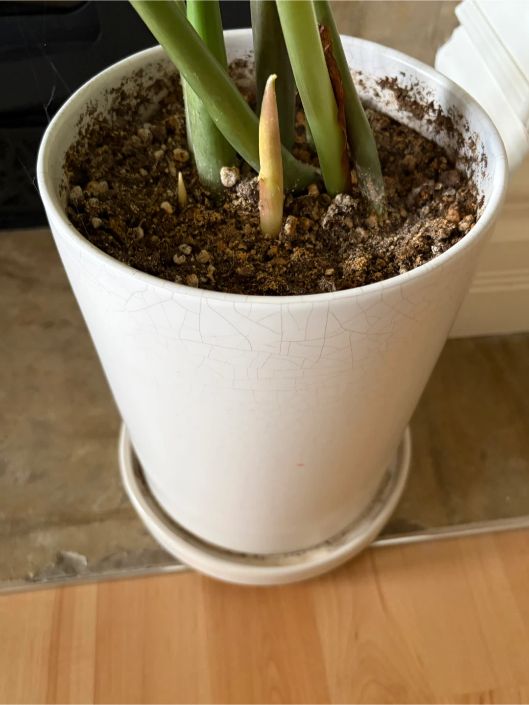 ZZ Plant in White Pot - photo 5