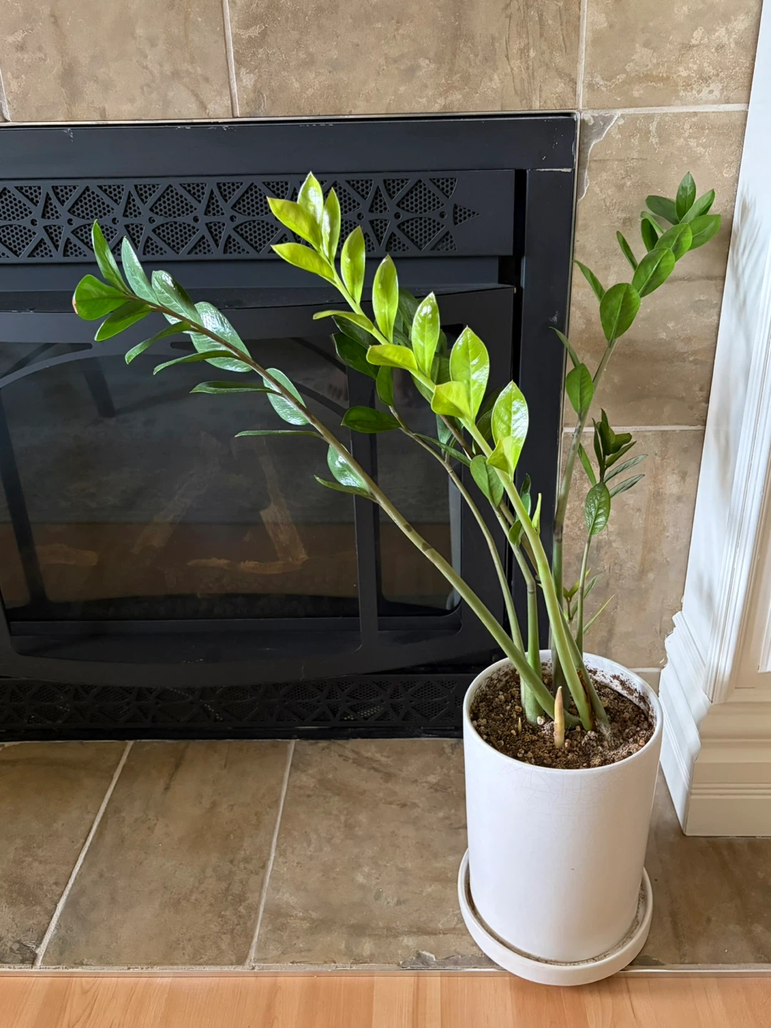 ZZ Plant in White Pot - photo 2