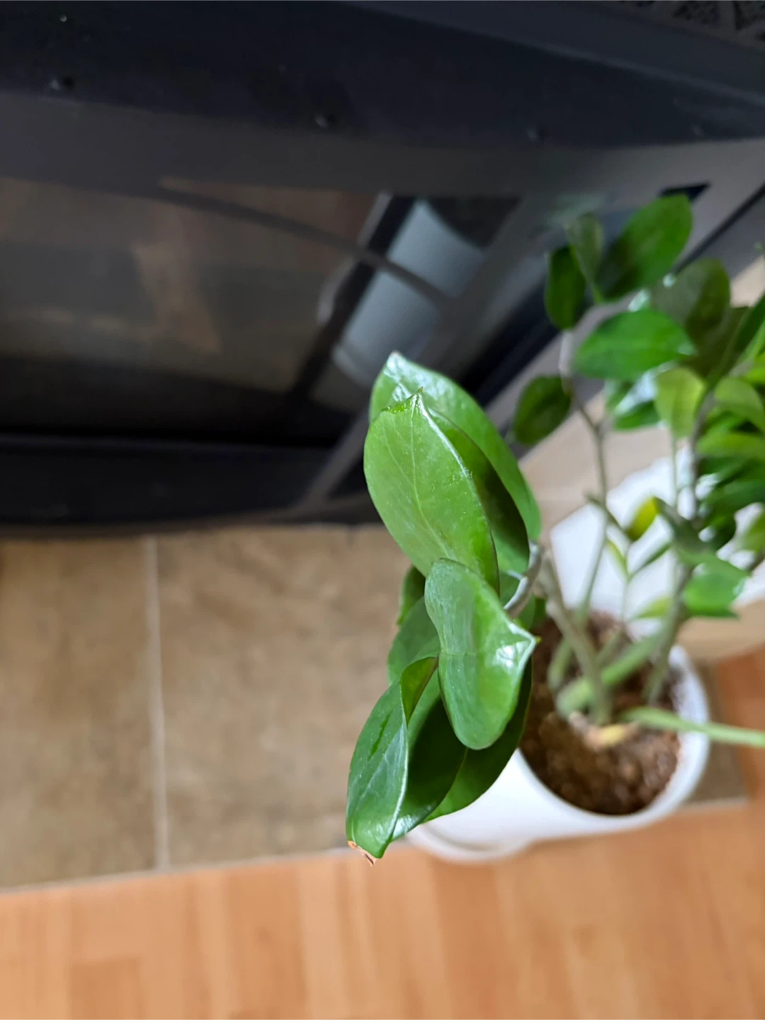 ZZ Plant in White Pot - photo 4