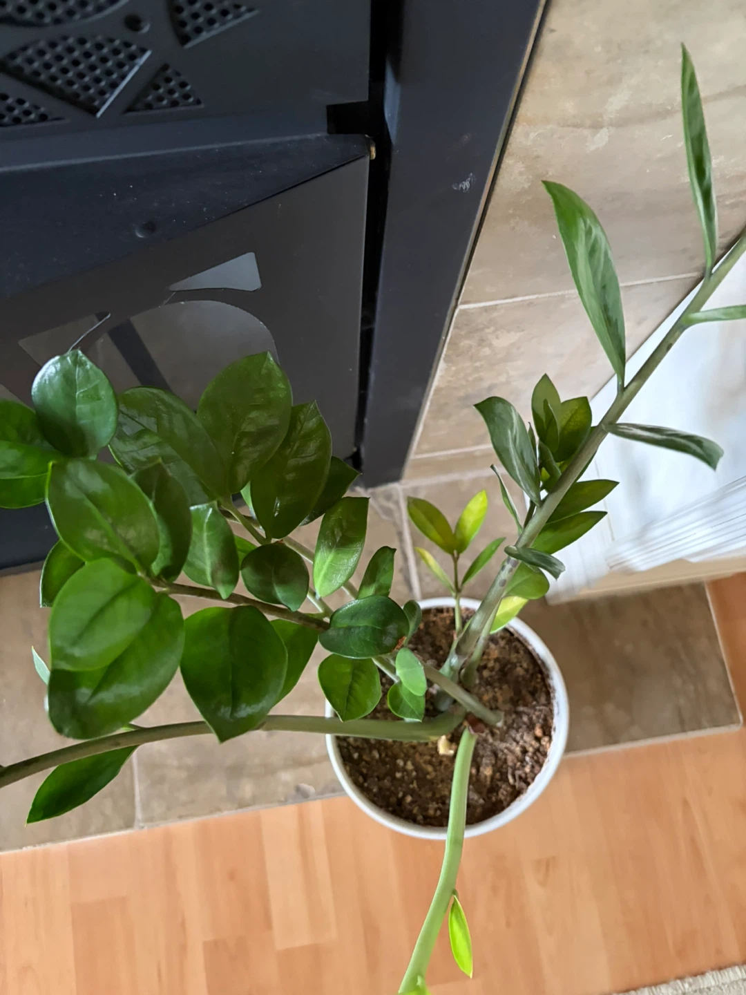 ZZ Plant in White Pot