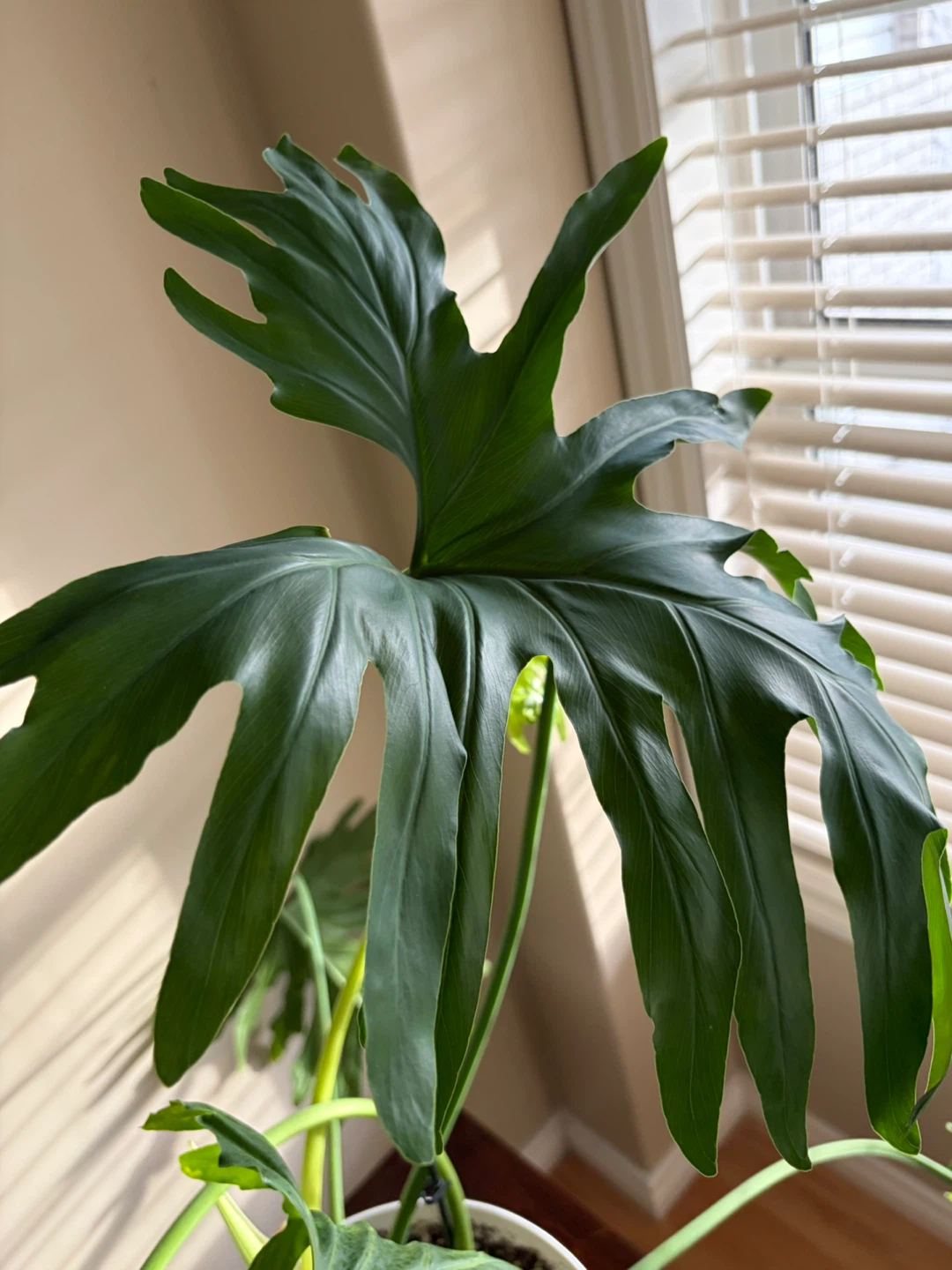 Robust and Large Plant