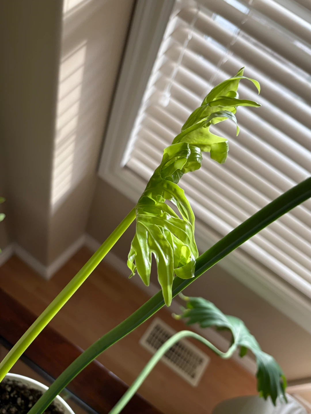 Robust and Large Plant - photo 5