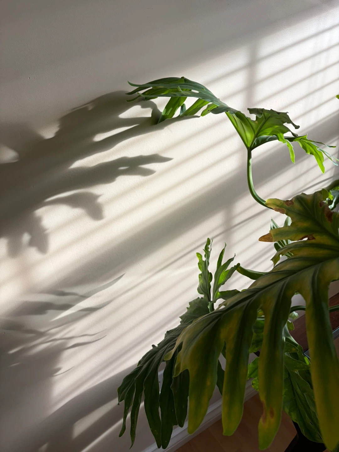 Robust and Large Plant - photo 3