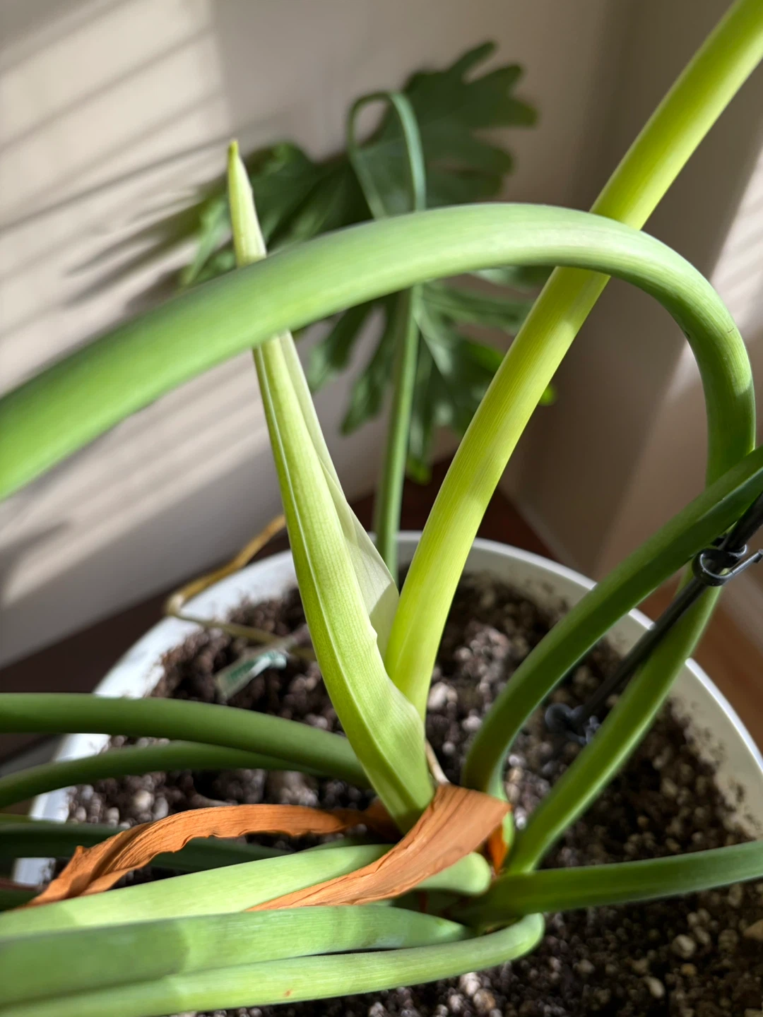 Robust and Large Plant - photo 4