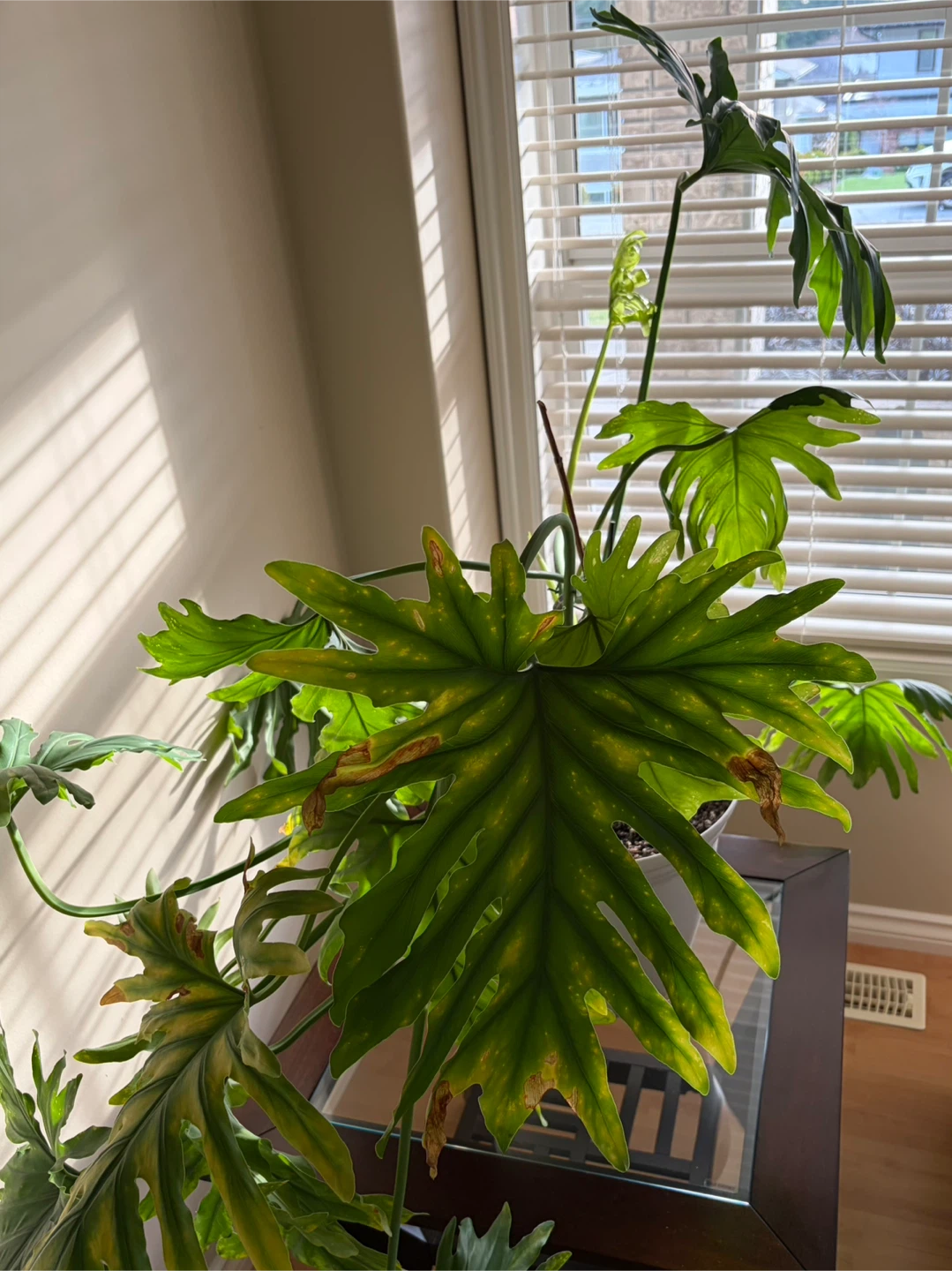 Robust and Large Plant - photo 2