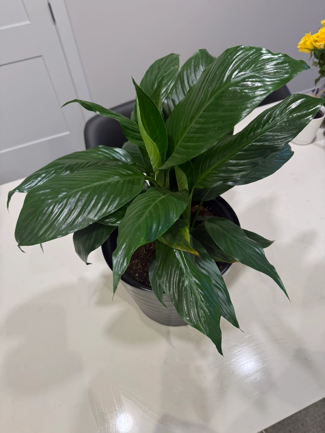 Peace Lily Plant