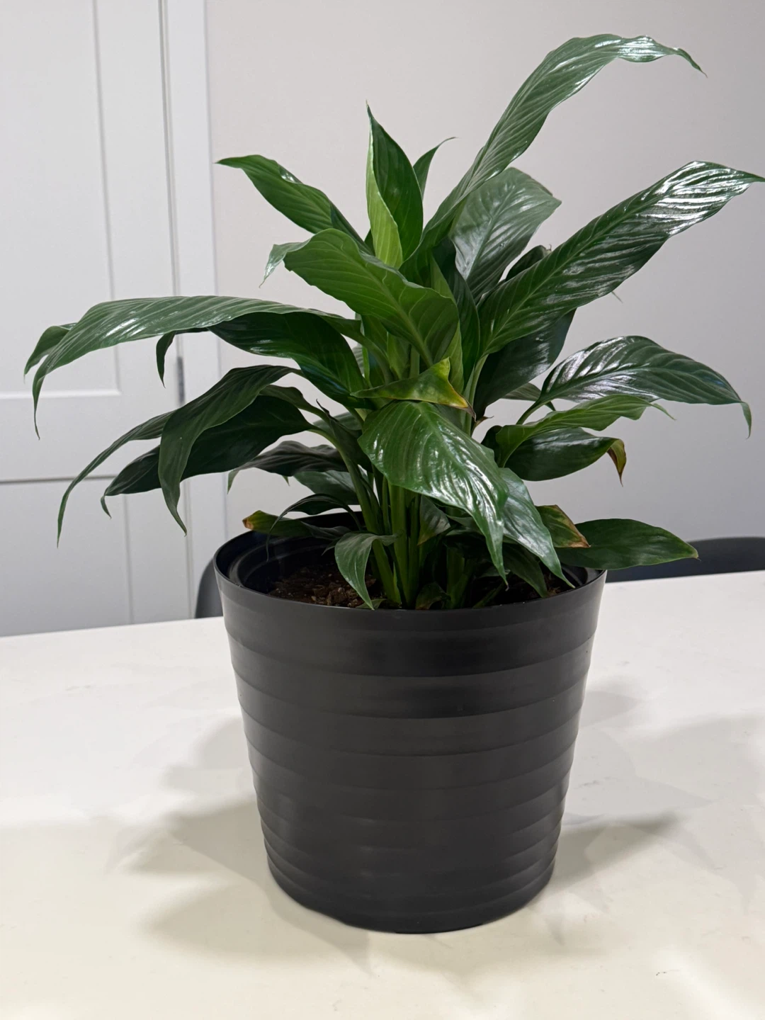 Peace Lily Plant - photo 2