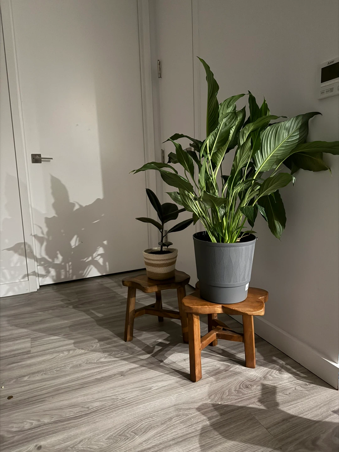 Plants on Wooden Stools