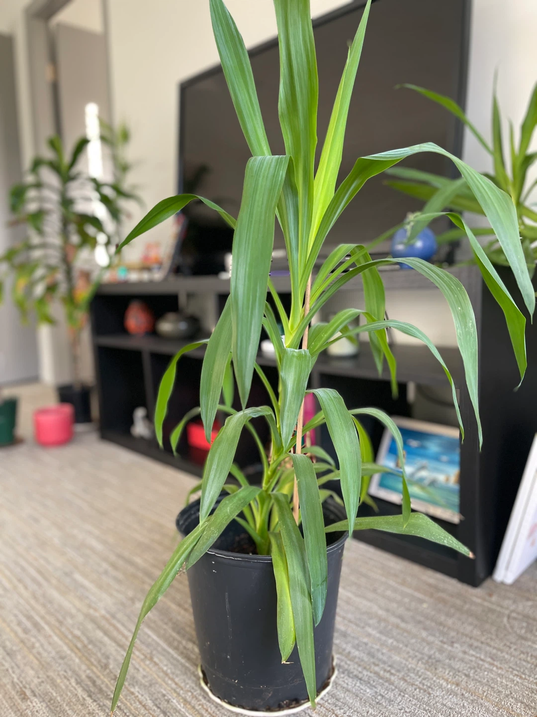 Potted yucca Plant (38 inches) - photo 3