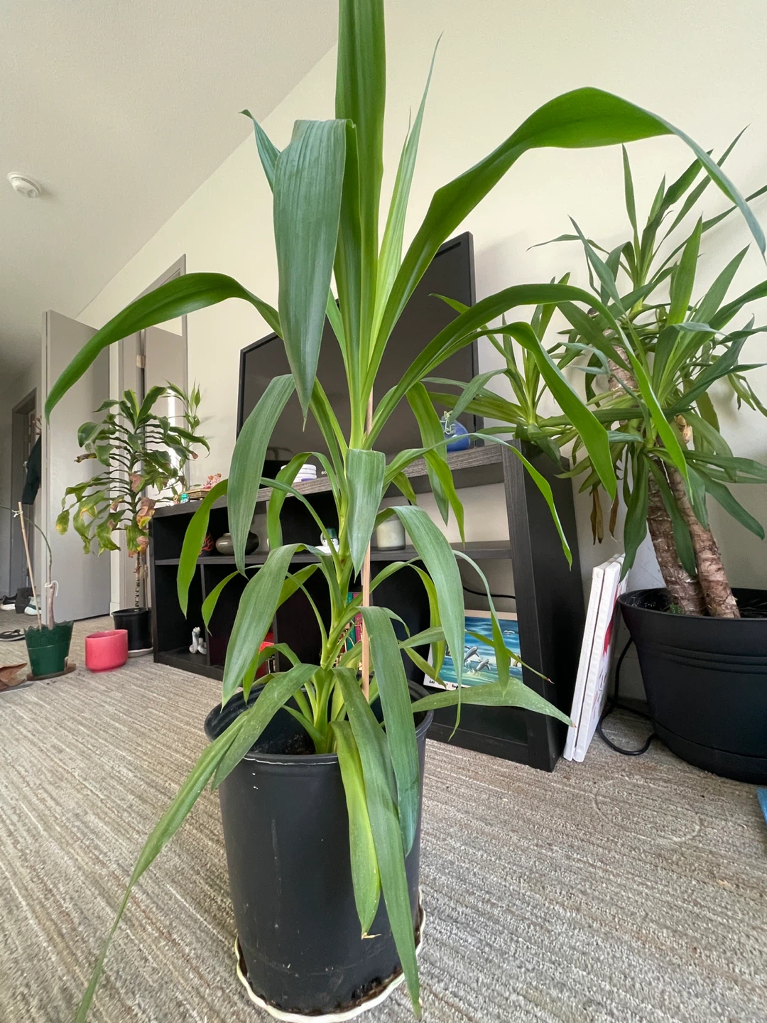 Potted yucca Plant (38 inches) - photo 2