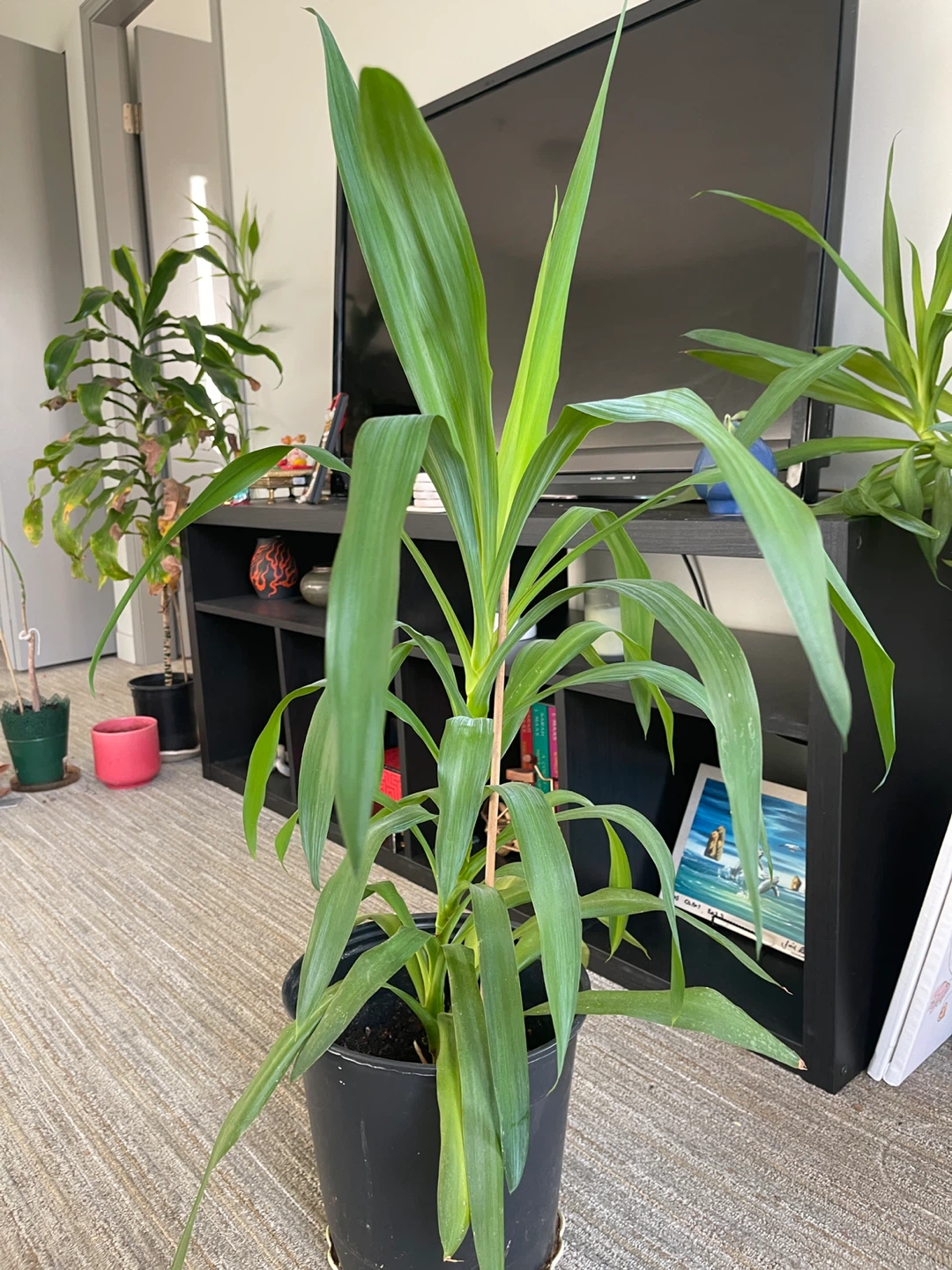 Potted yucca Plant (38 inches)