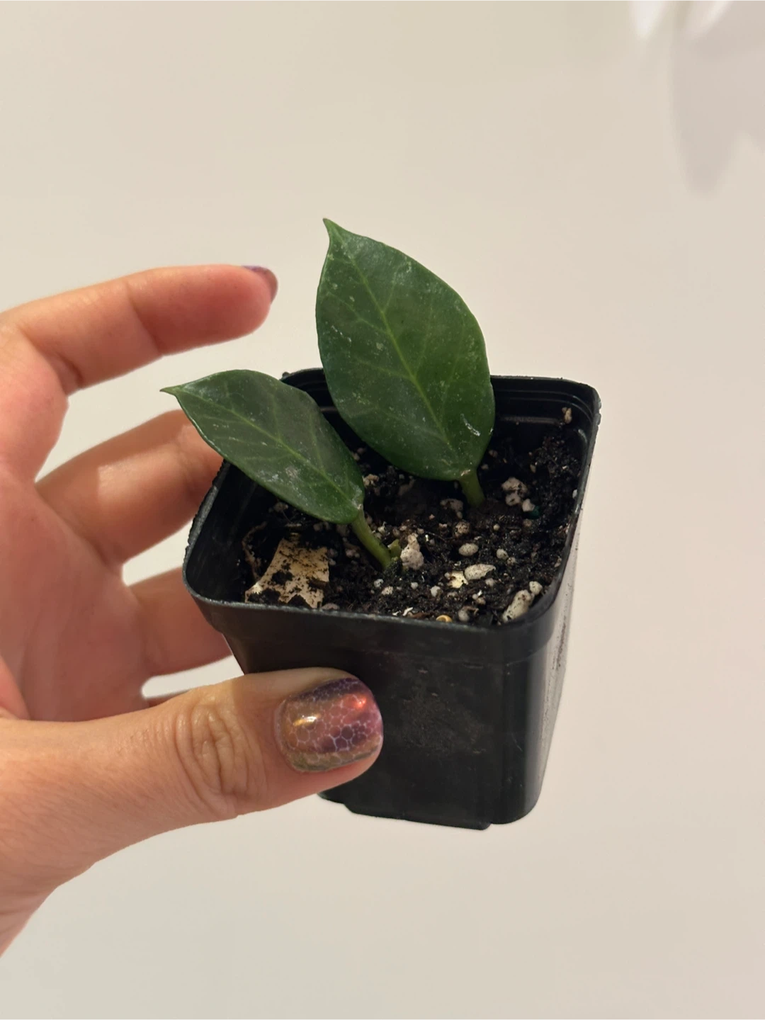 Hoya Sunrise Plant Small