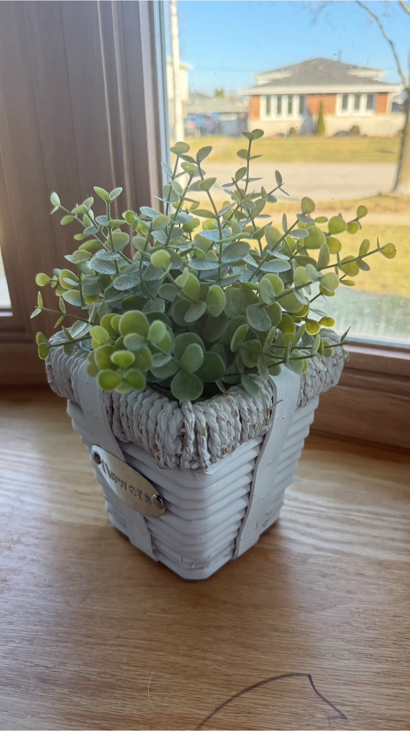 Pot  Decorative Plant check more pictures - photo 3