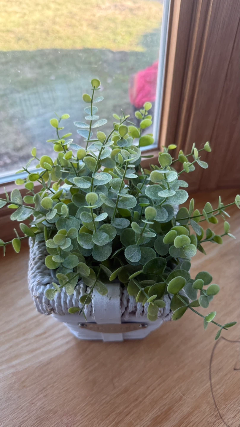 Pot  Decorative Plant check more pictures - photo 2