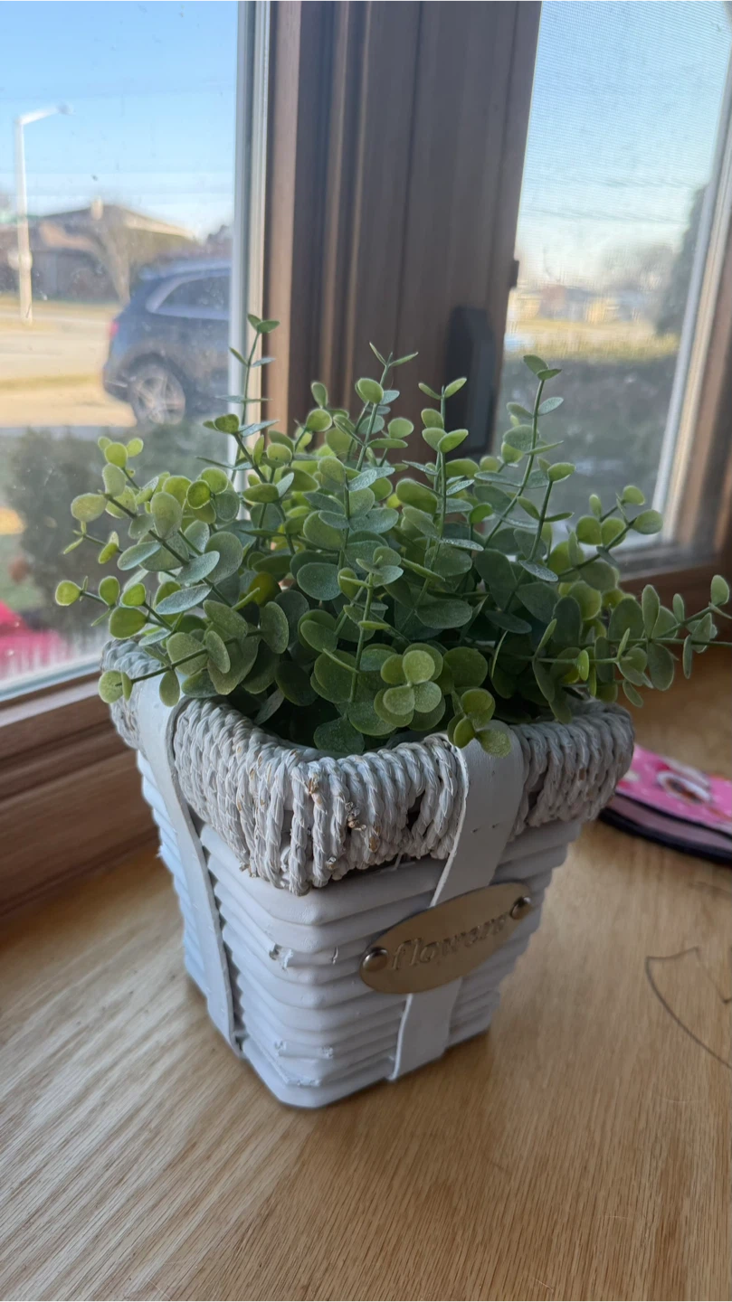 Pot  Decorative Plant check more pictures - photo 4