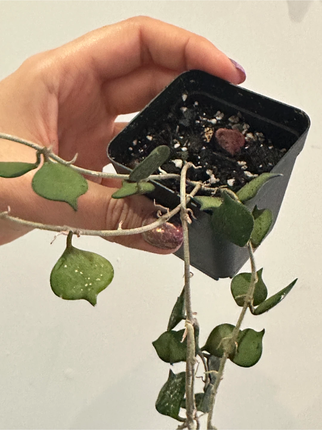 Hoya Curtisii Plant Large - photo 3