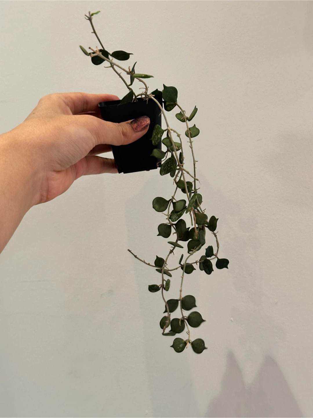 Hoya Curtisii Plant Large