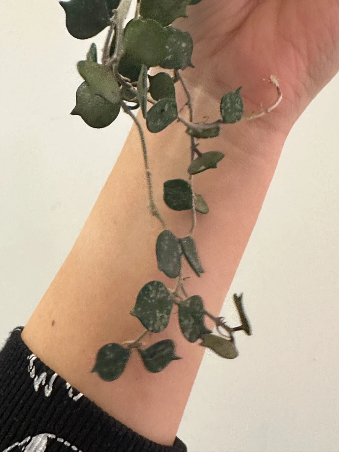 Hoya Curtisii Plant Large - photo 2