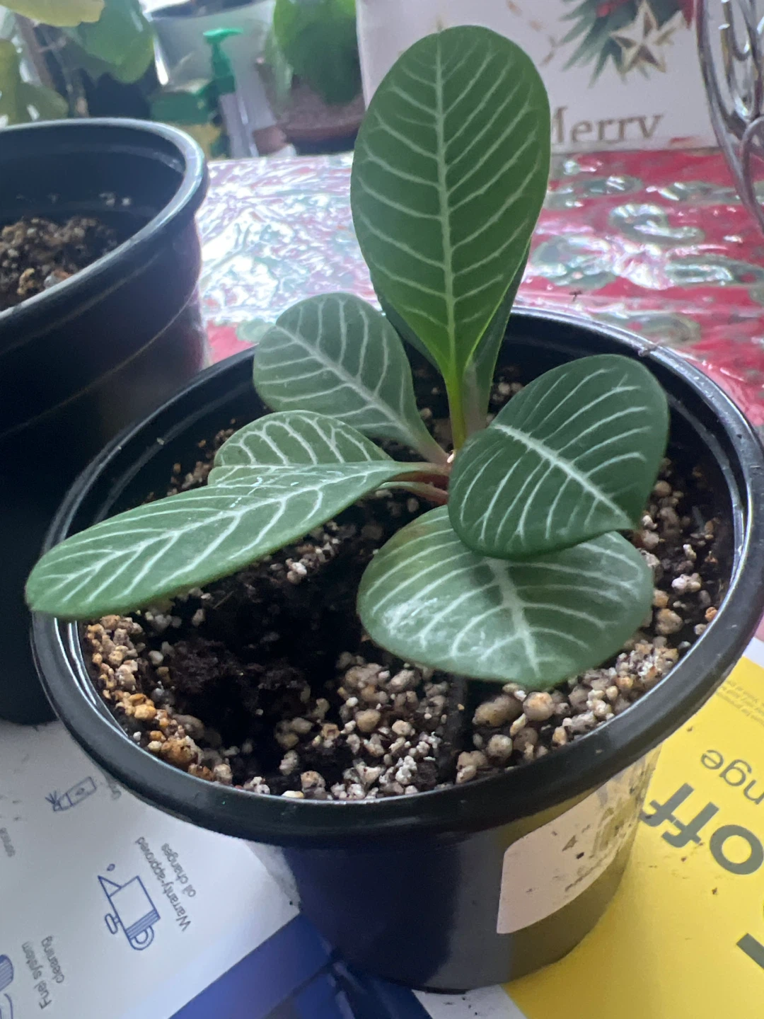 Many Baby Madagascar Jewel Plant. Each