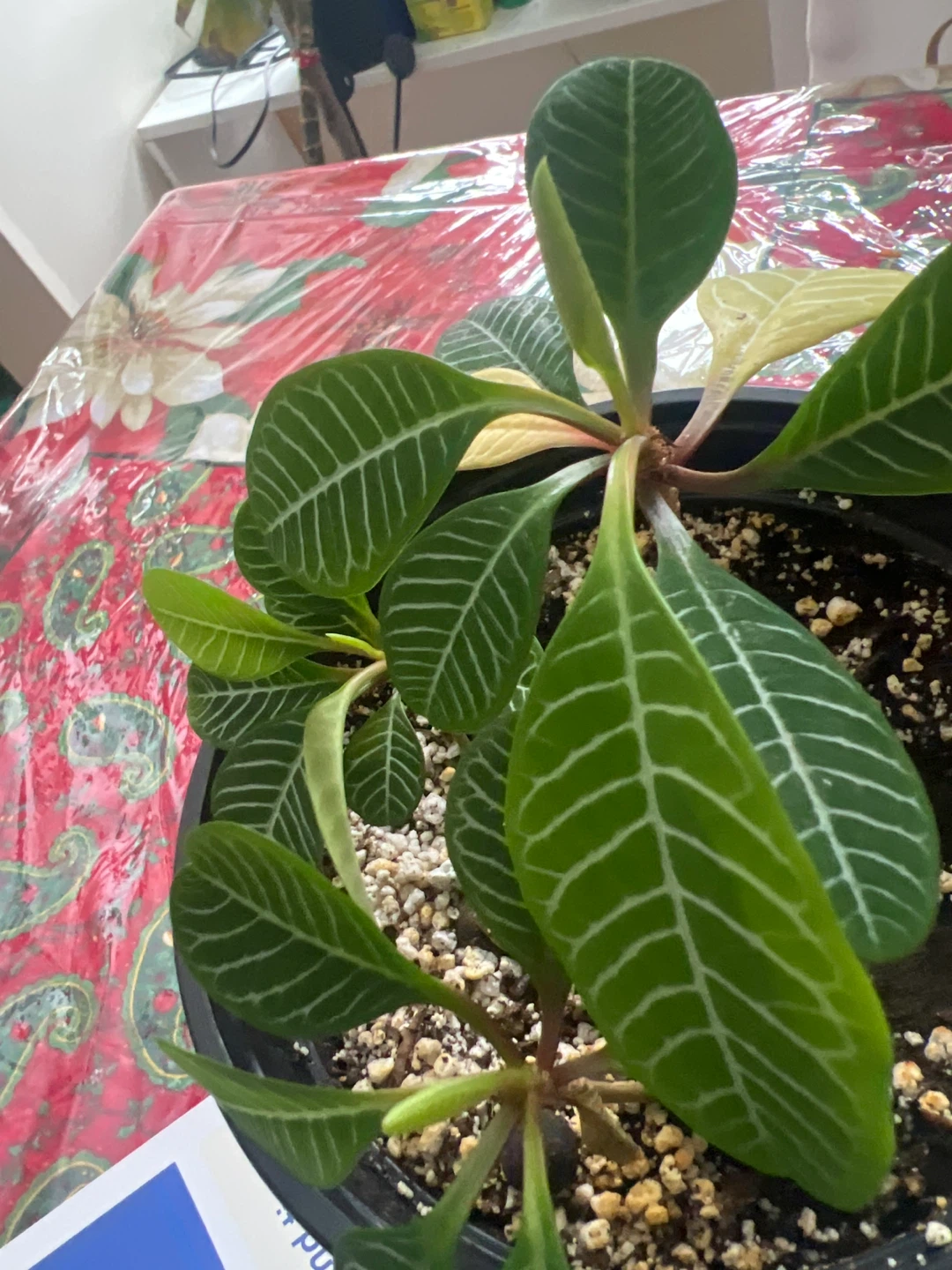 Many Baby Madagascar Jewel Plant. Each - photo 3