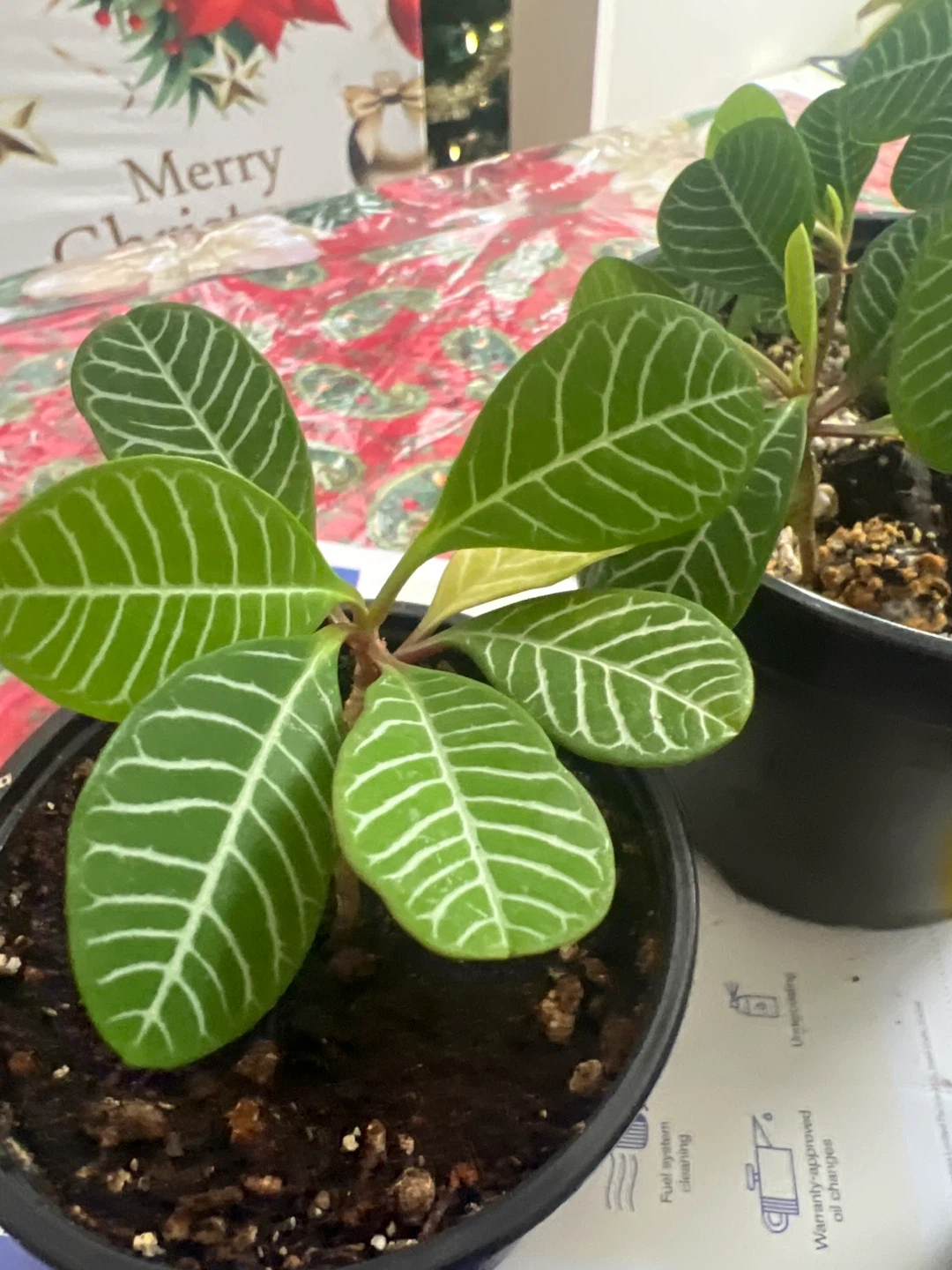 Many Baby Madagascar Jewel Plant. Each - photo 2