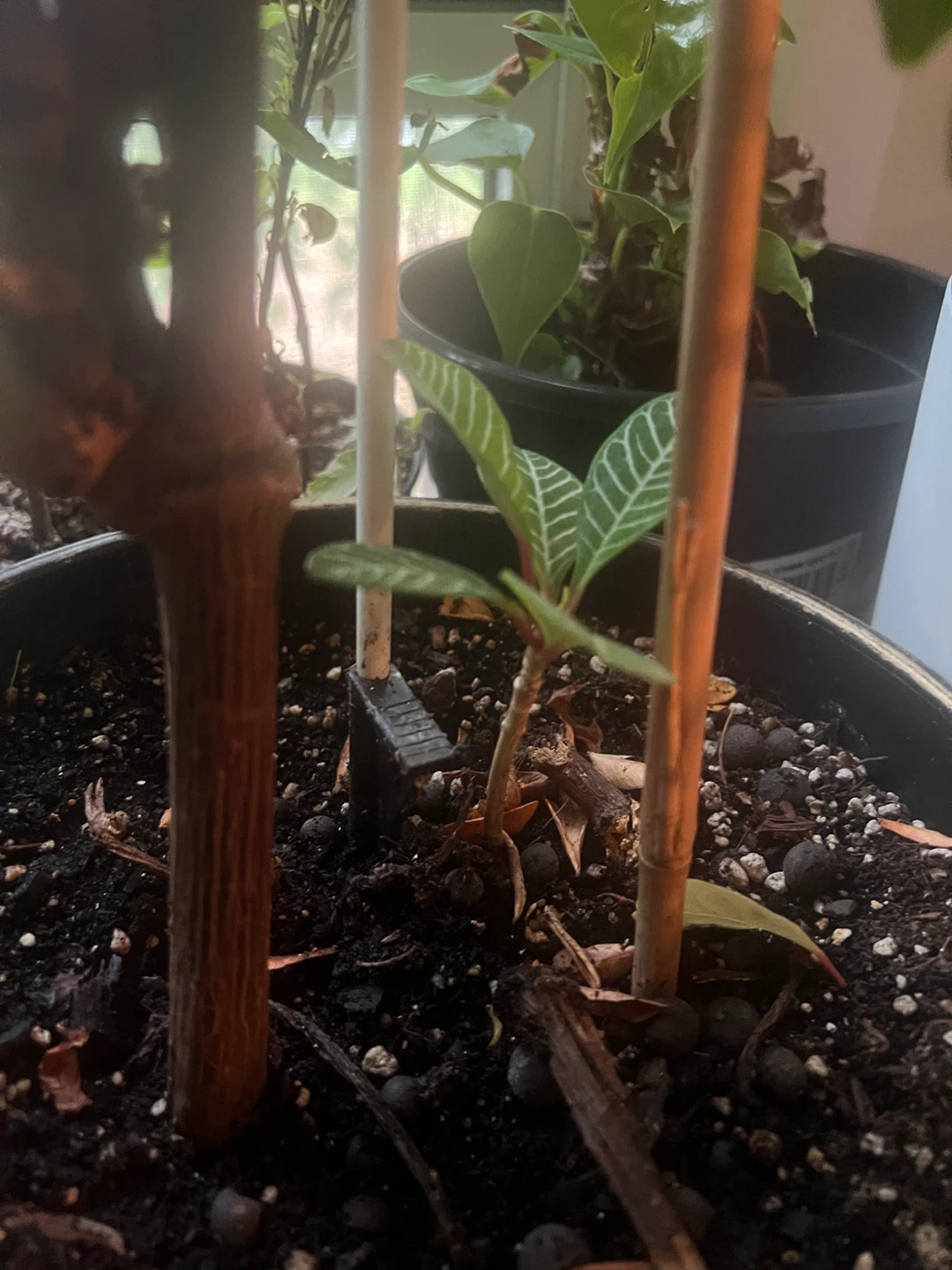 Many Baby Madagascar Jewel Plant. Each - photo 5