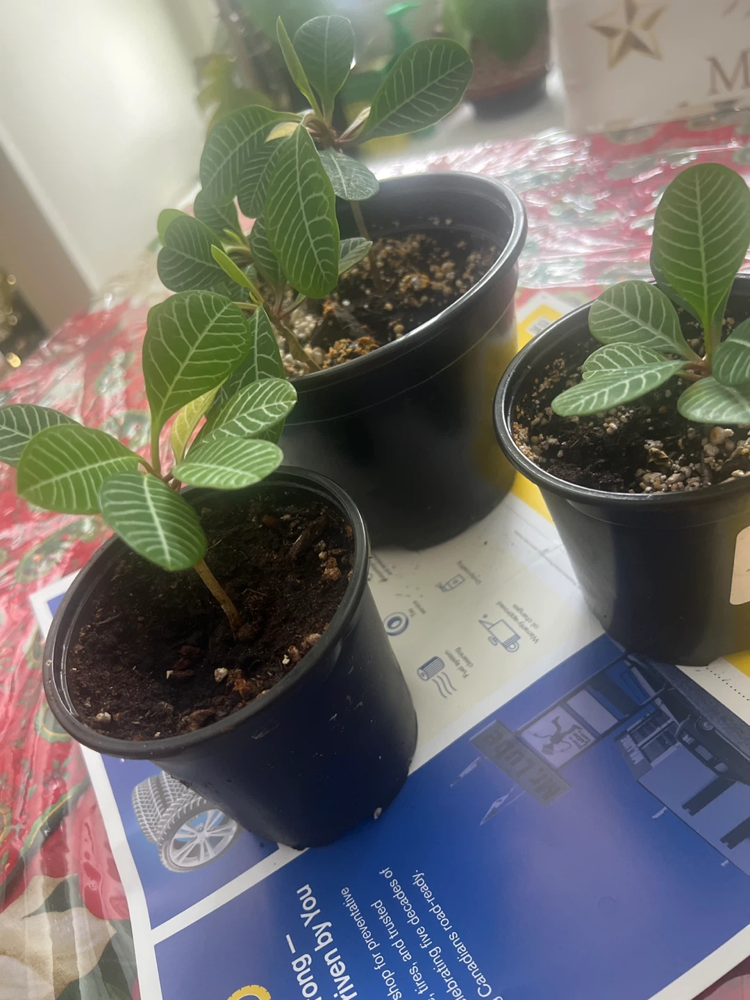Many Baby Madagascar Jewel Plant. Each - photo 4