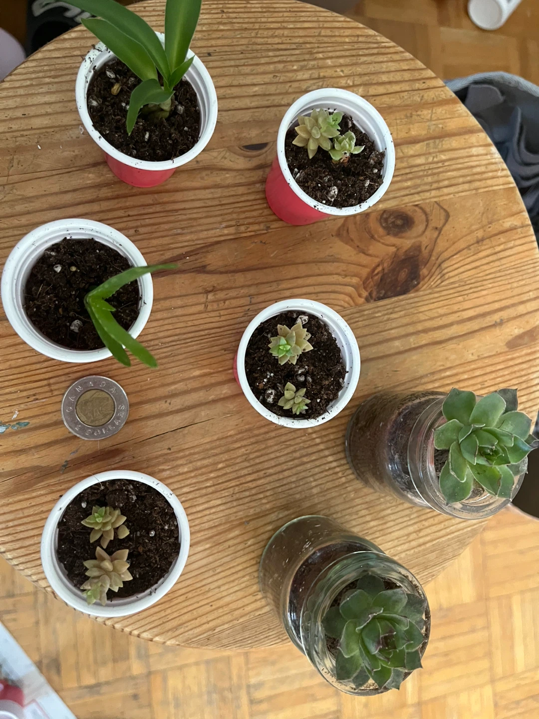 Succulents - photo 2