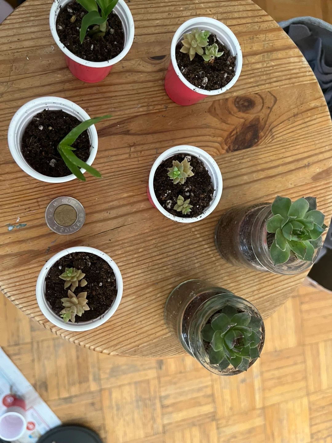 Succulents