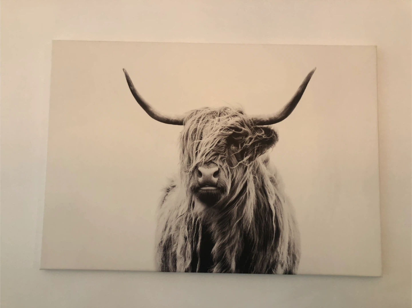 Highland Cow Canvas Print