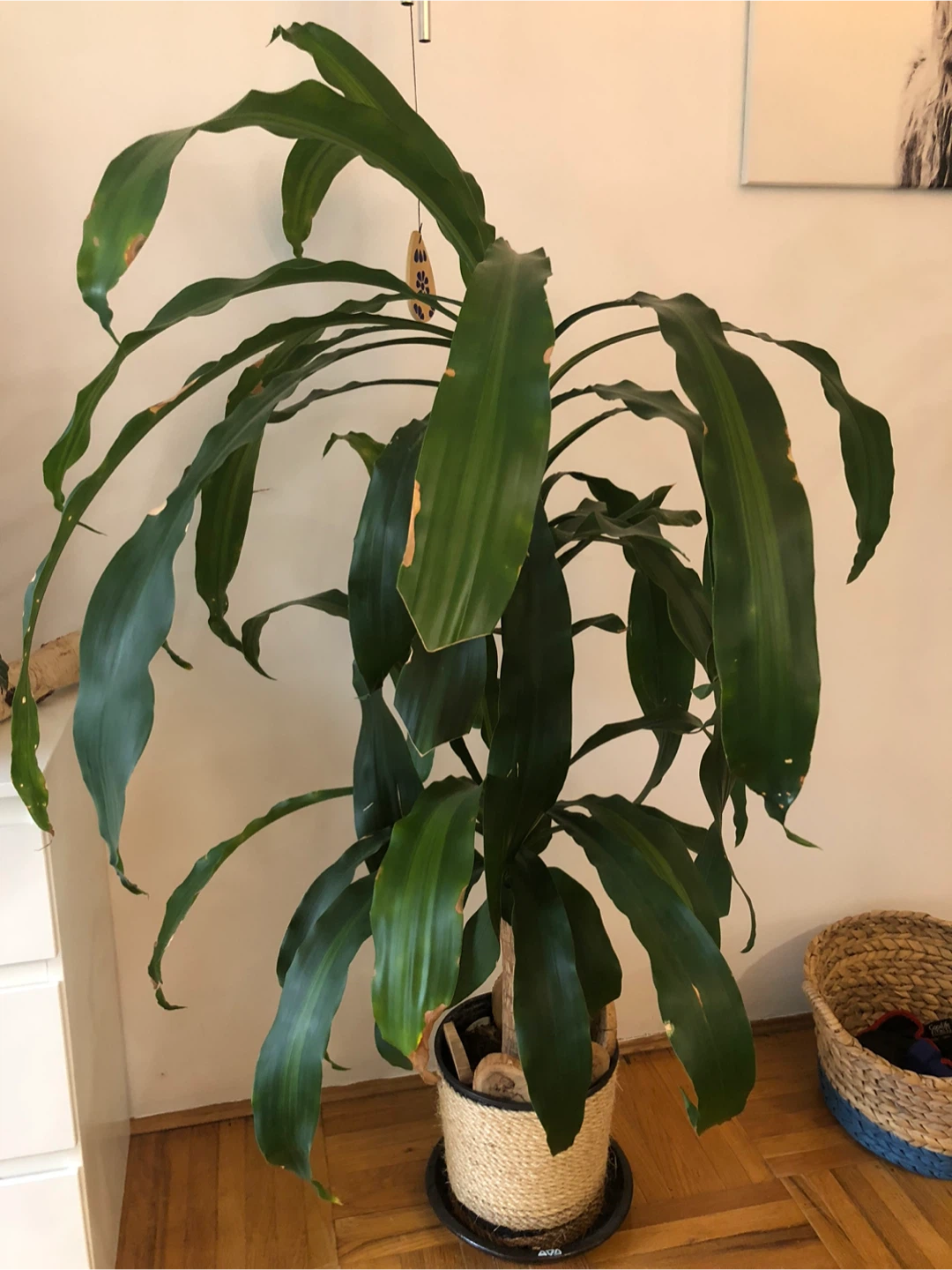 Dracaena fragrans Plant