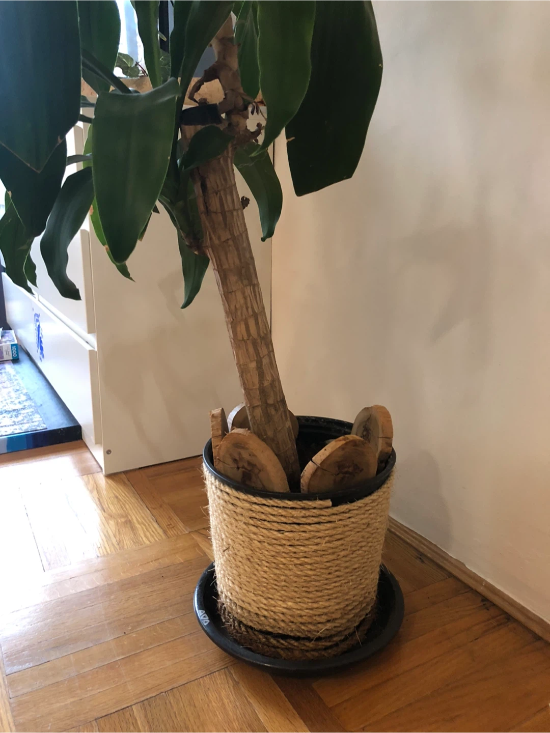 Dracaena fragrans Plant - photo 3