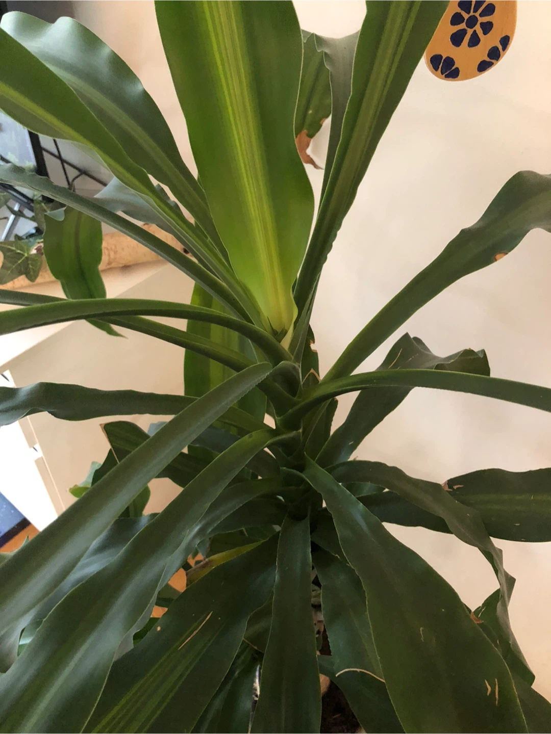Dracaena fragrans Plant - photo 4
