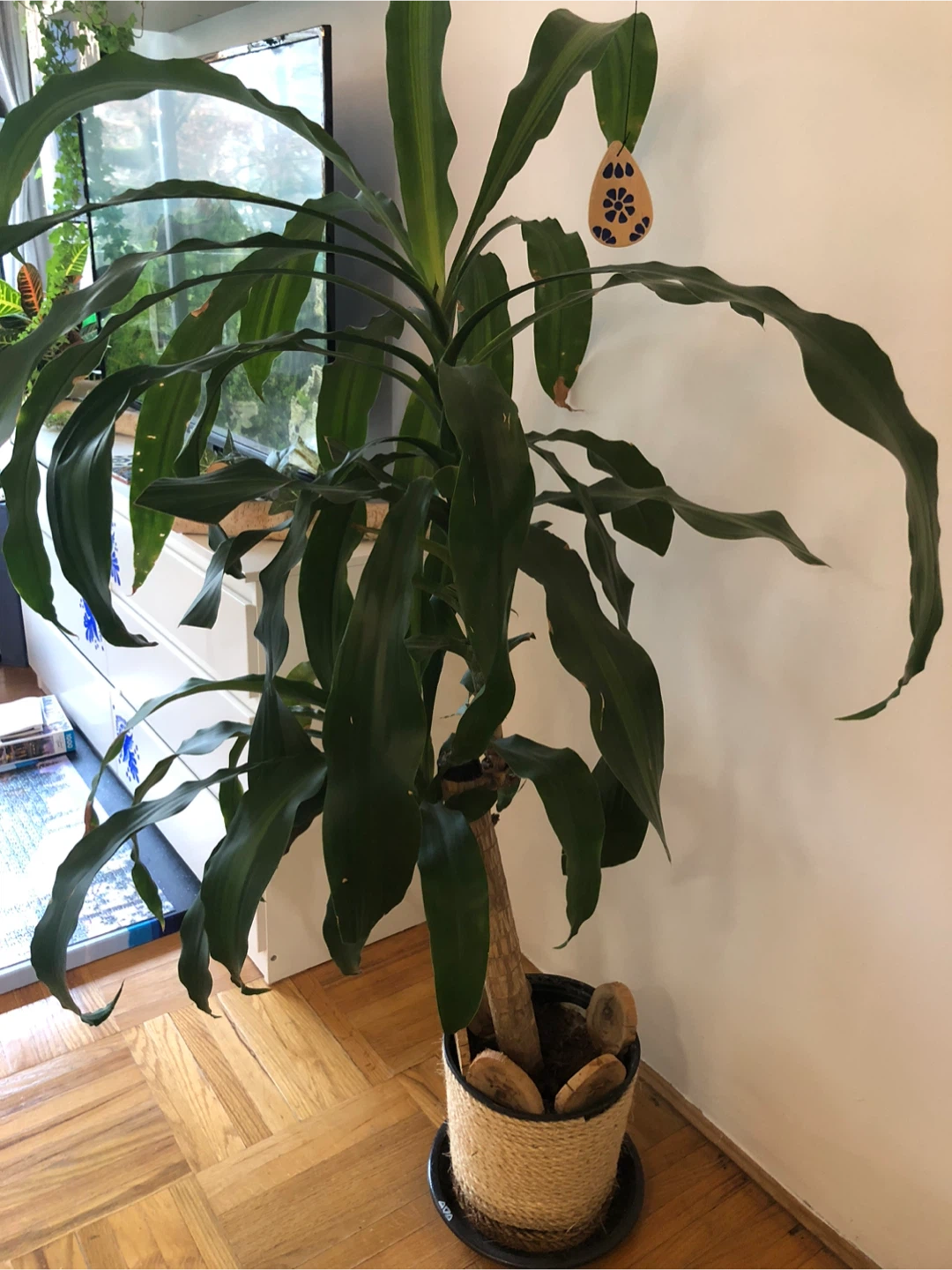 Dracaena fragrans Plant - photo 2