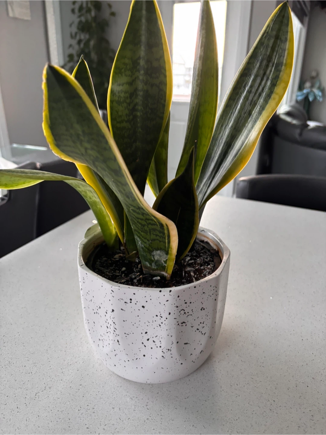 Snake Plant in White Speckled Pot
