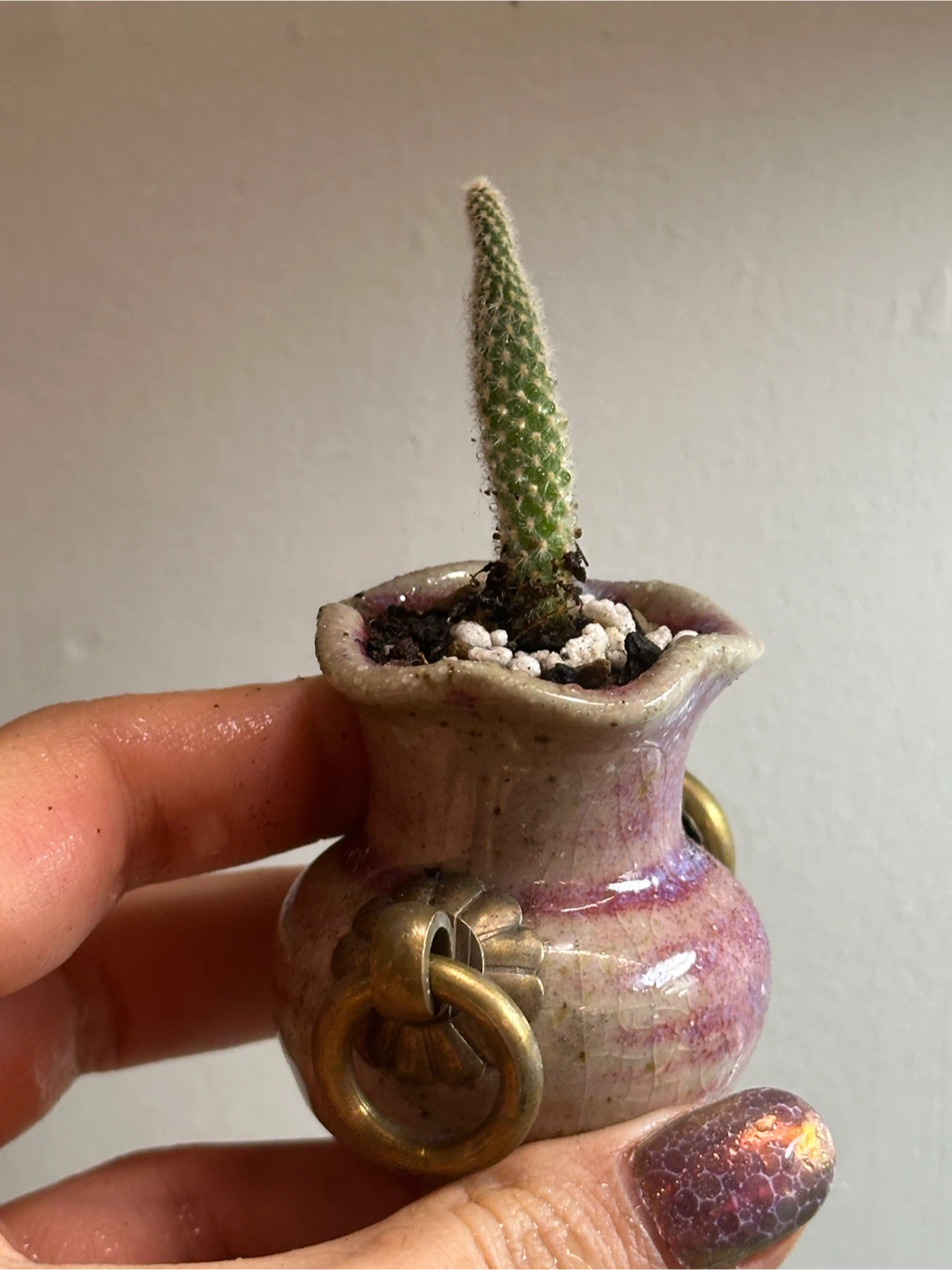 Bunny Ear Cactus Plant Mini - photo 2