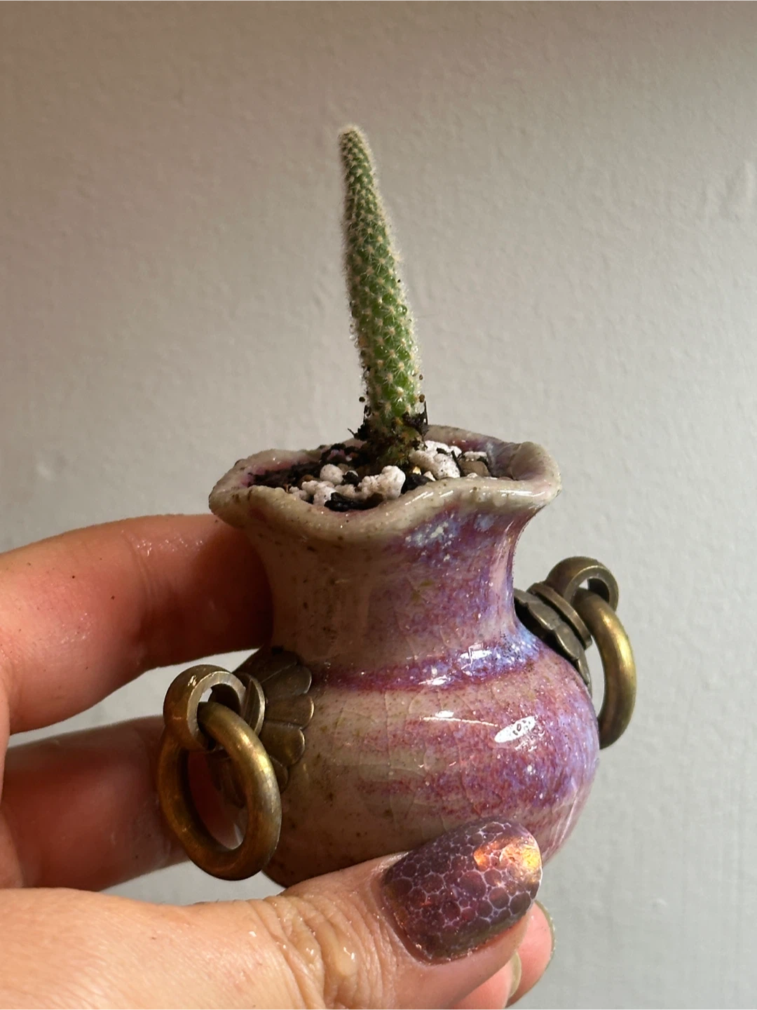 Bunny Ear Cactus Plant Mini