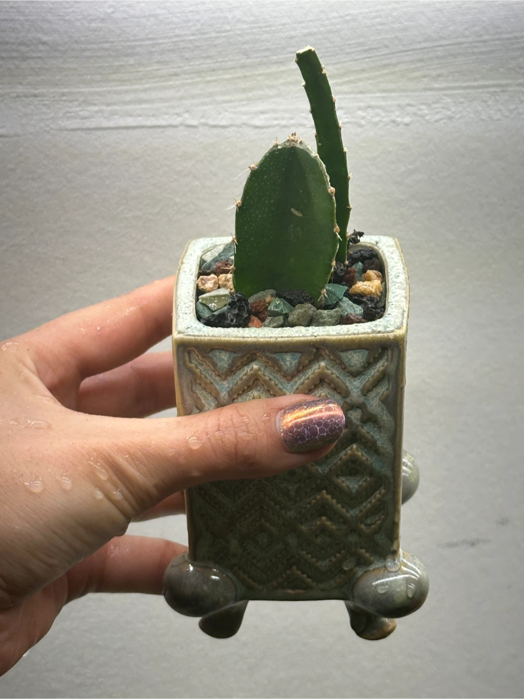 Cactus Plant - photo 2