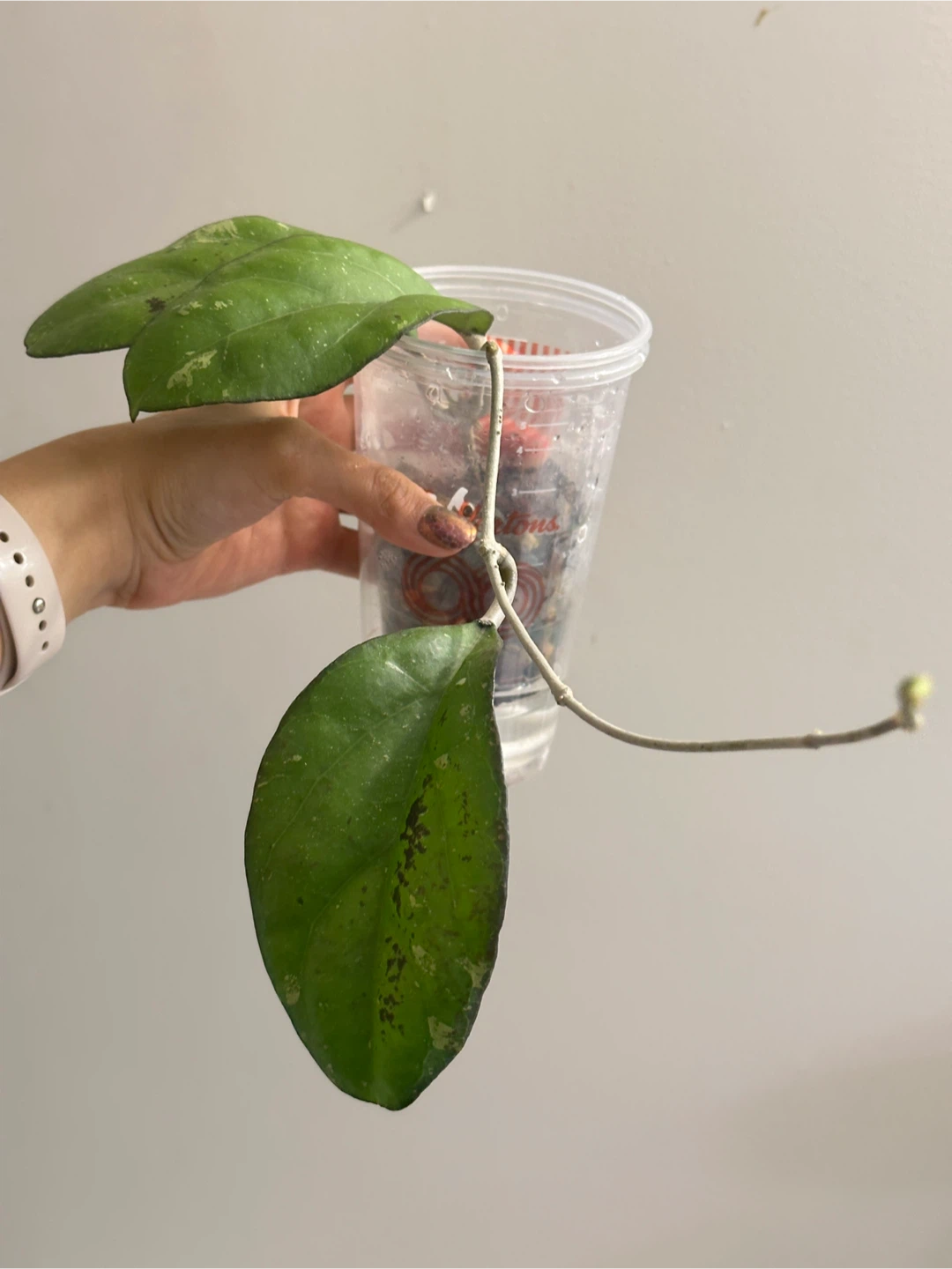 Hoya Viola Plant 🧡 - photo 2