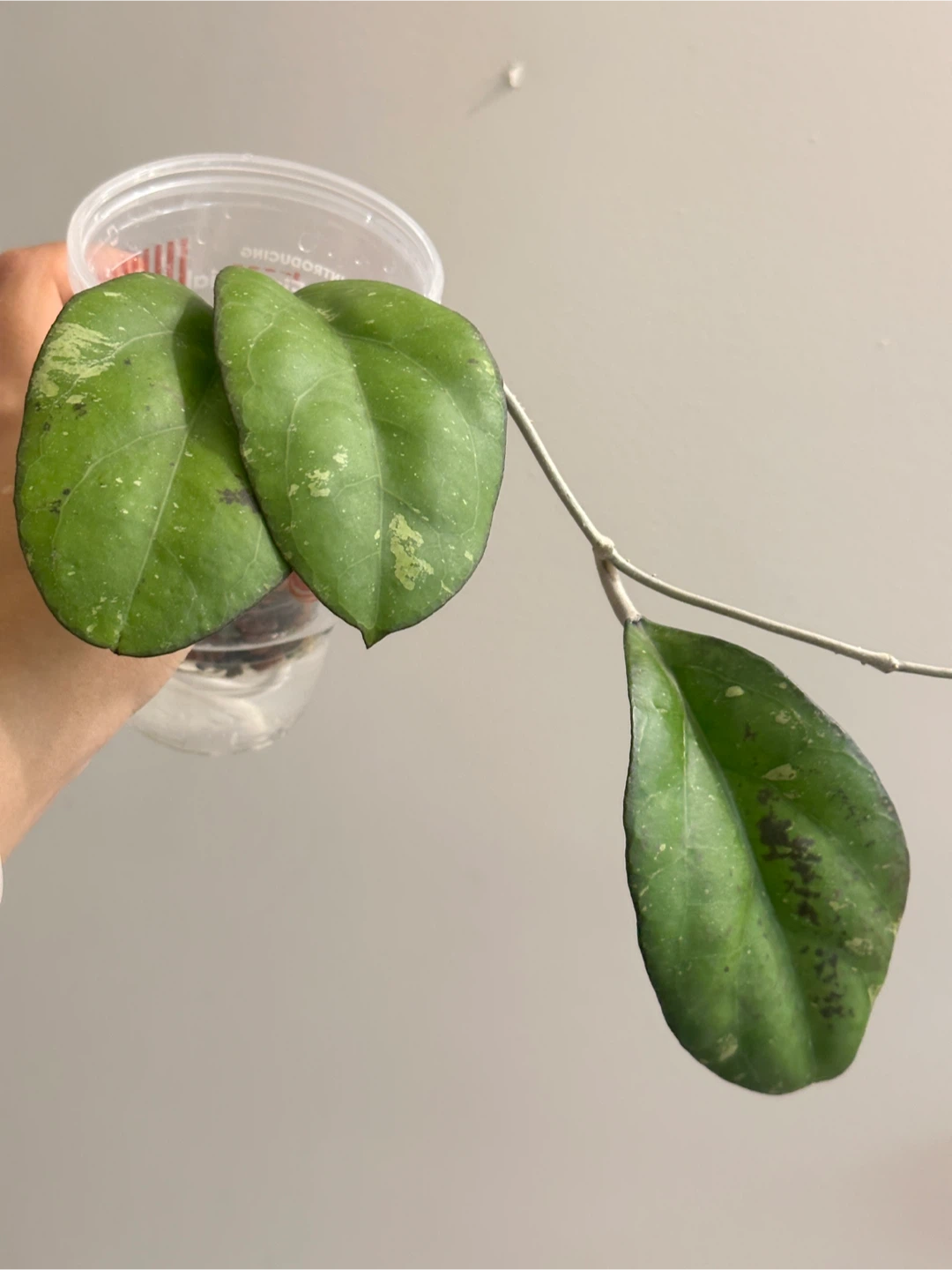 Hoya Viola Plant 🧡