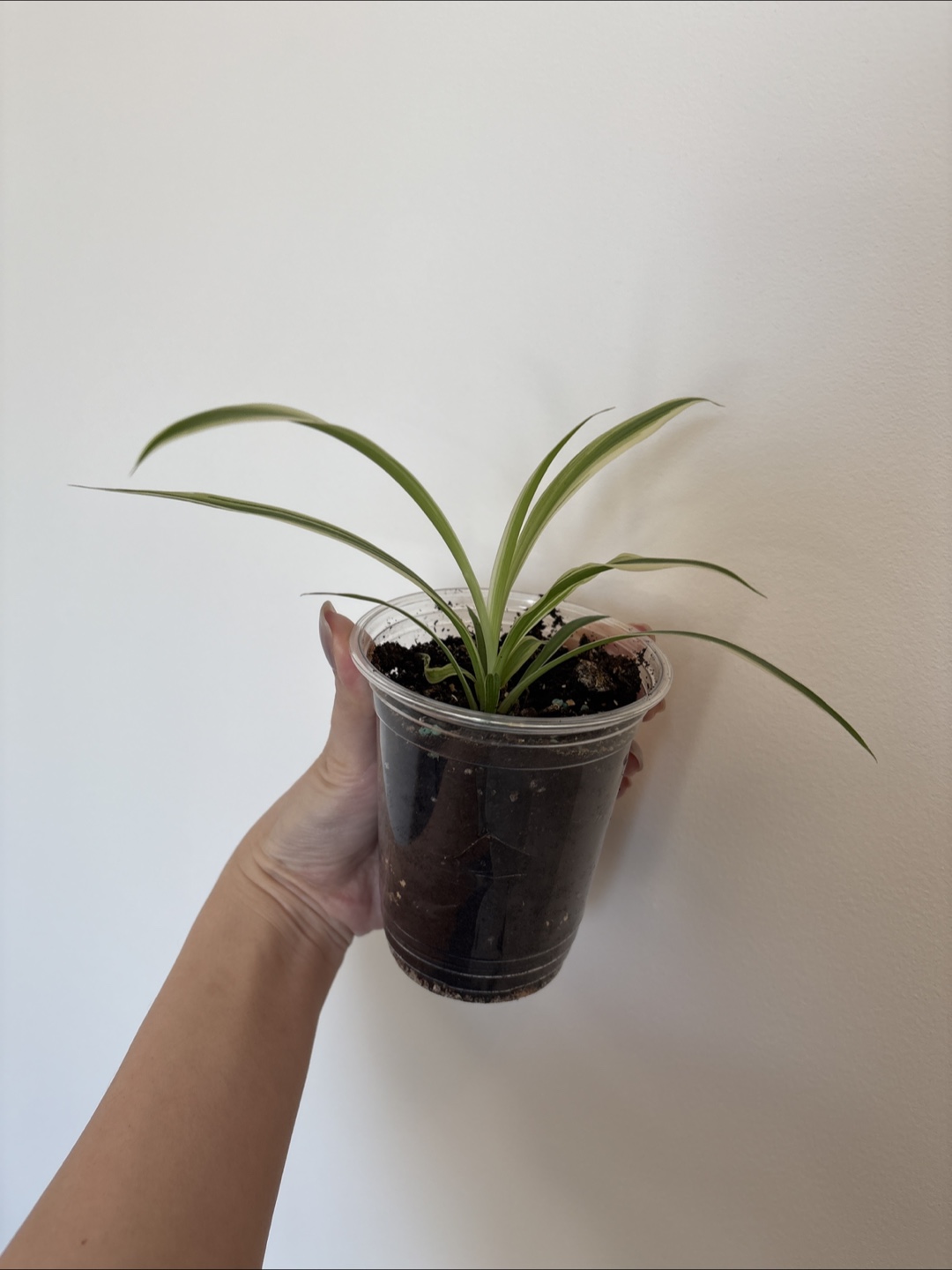 Spider Plant-ready for new home