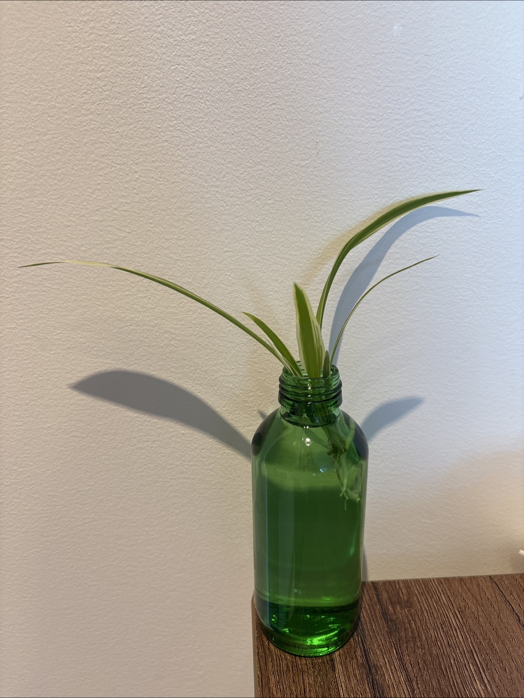 Spider Plant only. glass vase not included