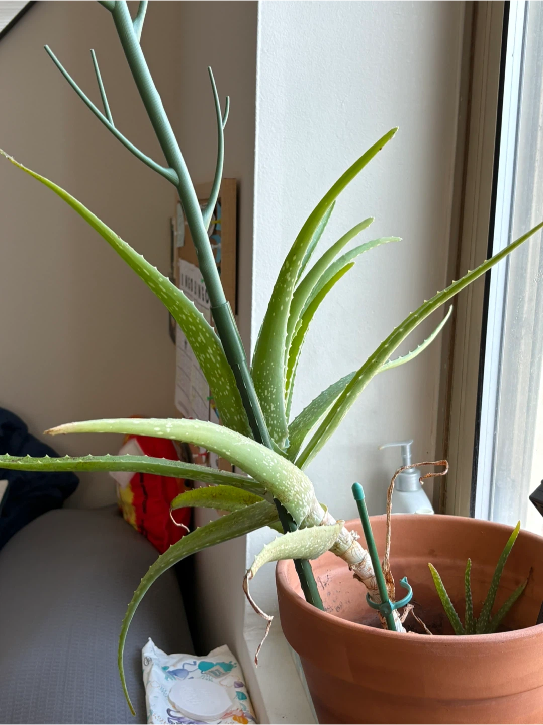 MOVING SALE- Aloe Vera Plant in Terracotta Pot - photo 3