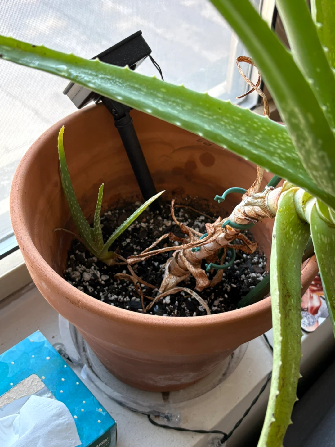 MOVING SALE- Aloe Vera Plant in Terracotta Pot - photo 4