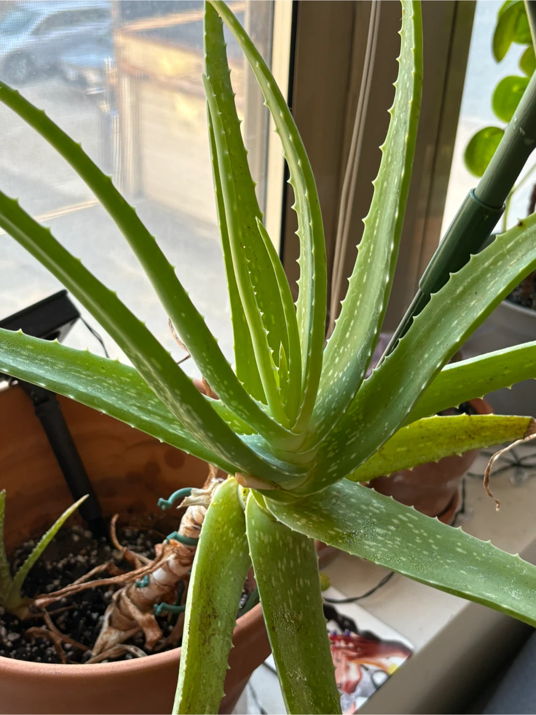 MOVING SALE- Aloe Vera Plant in Terracotta Pot