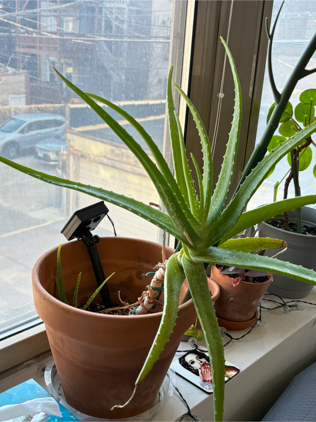 MOVING SALE- Aloe Vera Plant in Terracotta Pot - photo 2