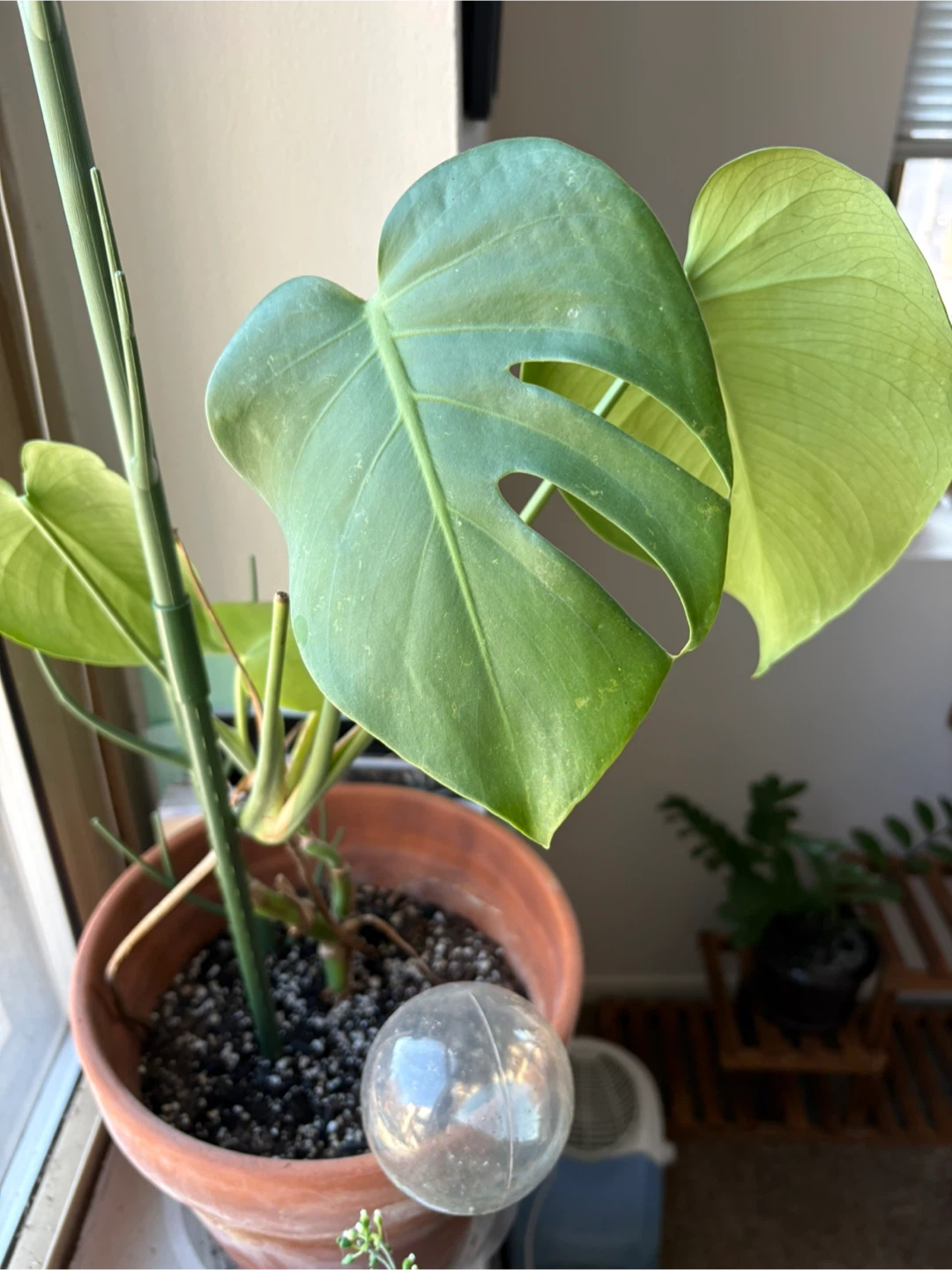 Monstera Plant