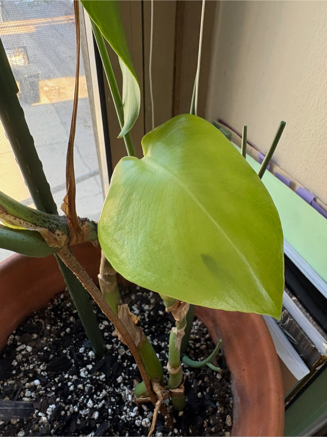 Monstera Plant - photo 3